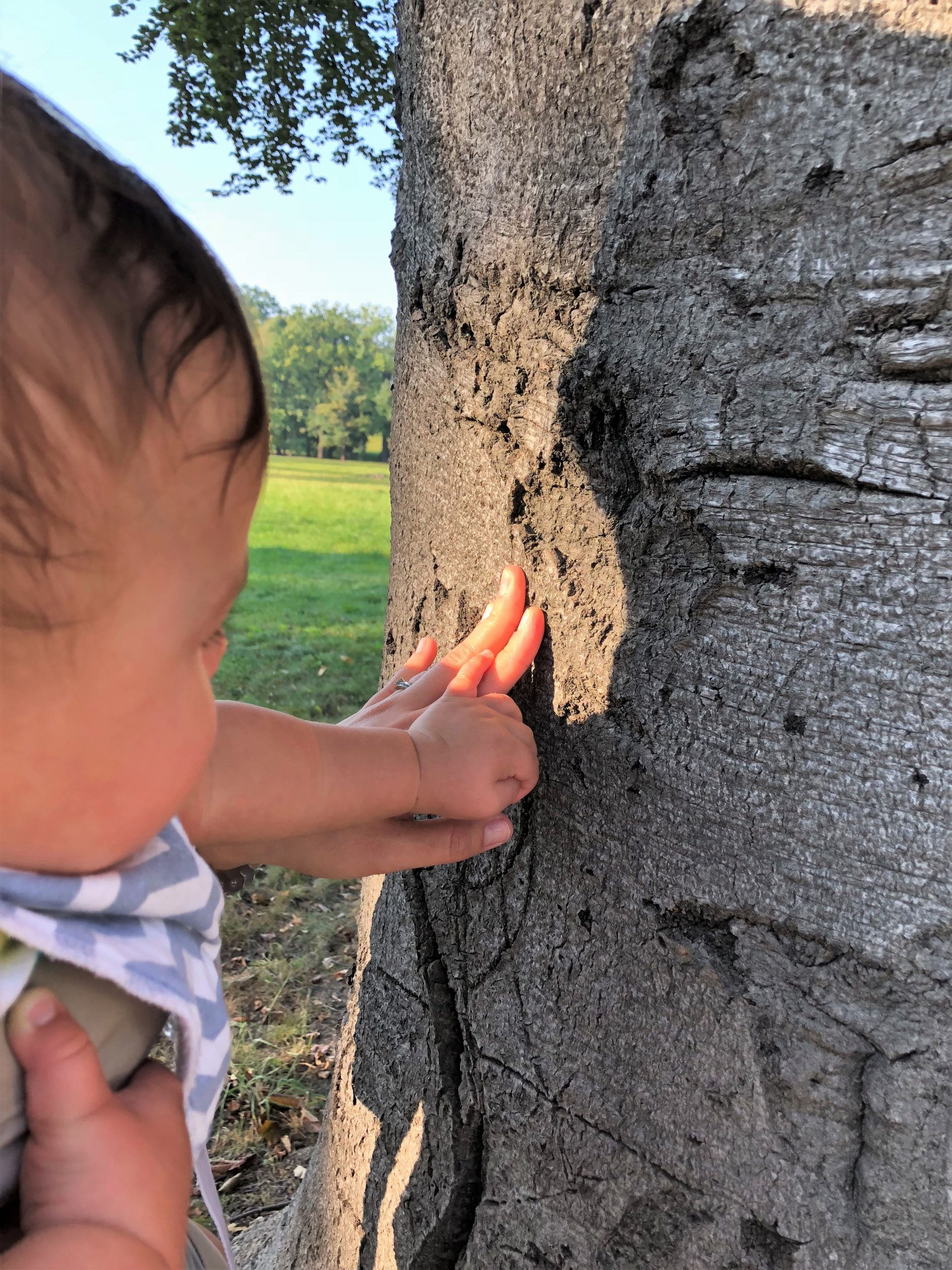 Experiencing the tactile joy of trees.