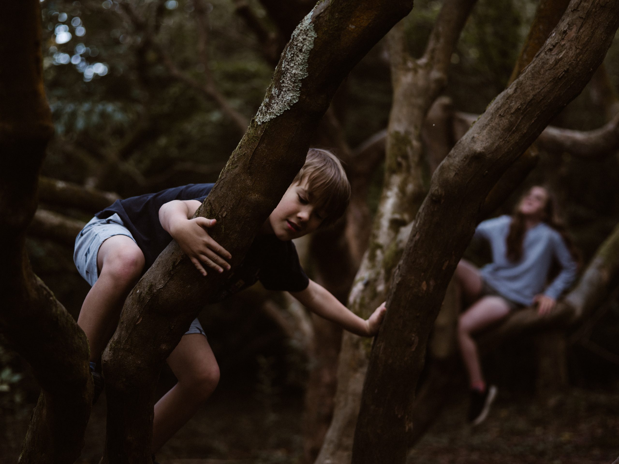 Two children climbing trees 