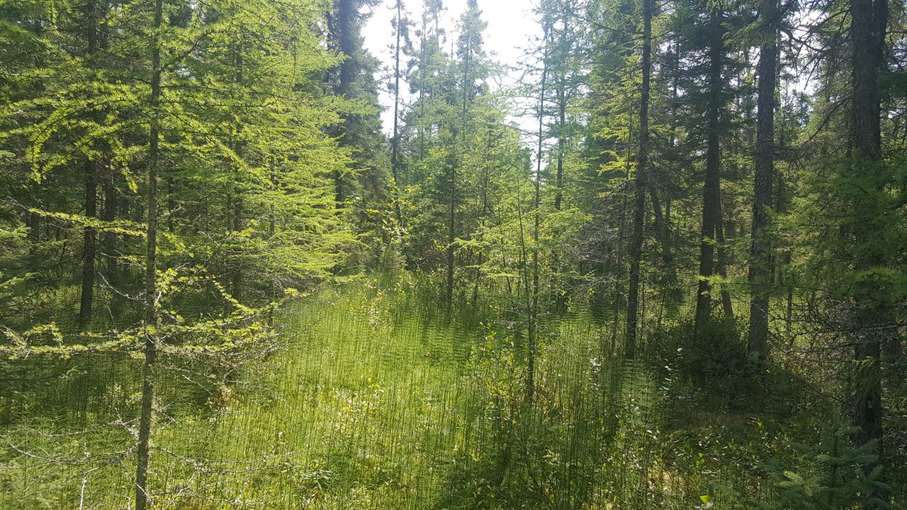 Image of lush forest in Scenic State park in Minnesota