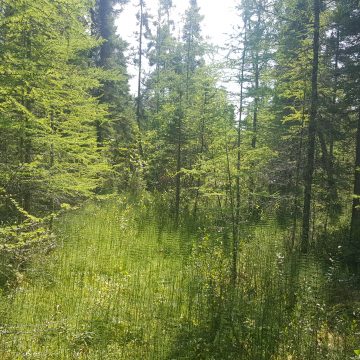 Image of lush forest in Scenic State park in Minnesota