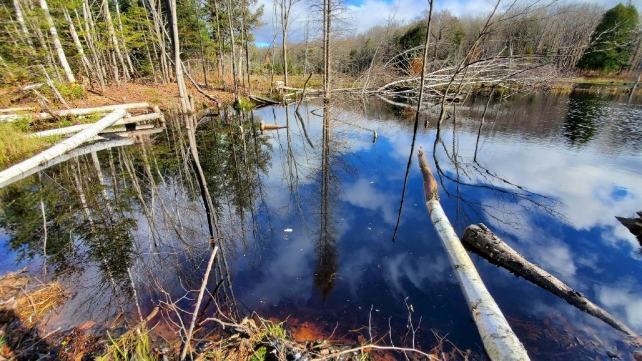 Image of a pond with trees and fall colors in the Chequamegon-Nicolet National Forest in northern Wisconsin.