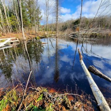 Image of a pond with trees and fall colors in the Chequamegon-Nicolet National Forest in northern Wisconsin.